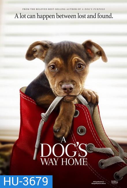 A Dog's Way Home (2019)  เพื่อนรักผจญภัยสี่ร้อยไมล์