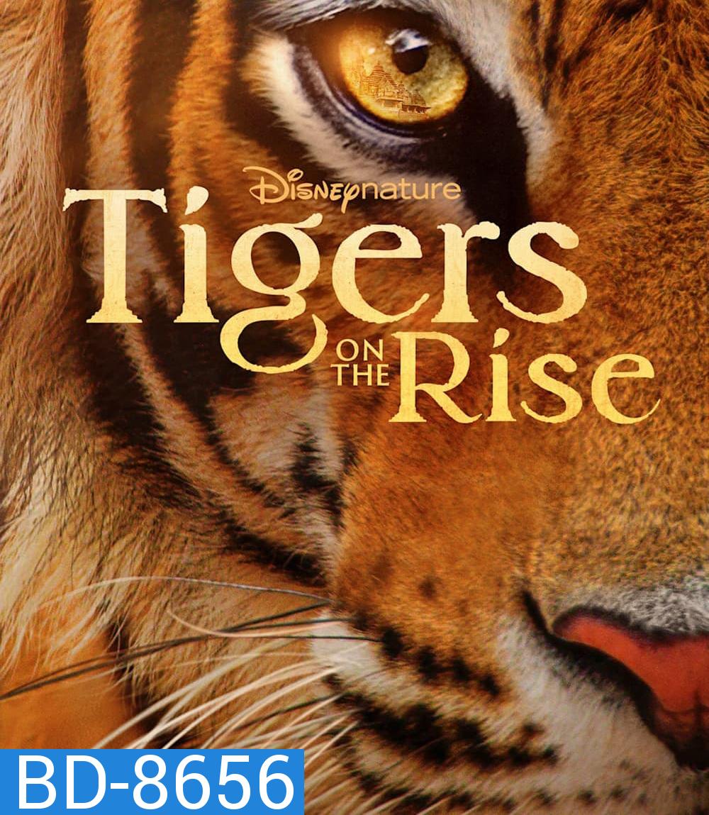 Tigers on the Rise {2024}