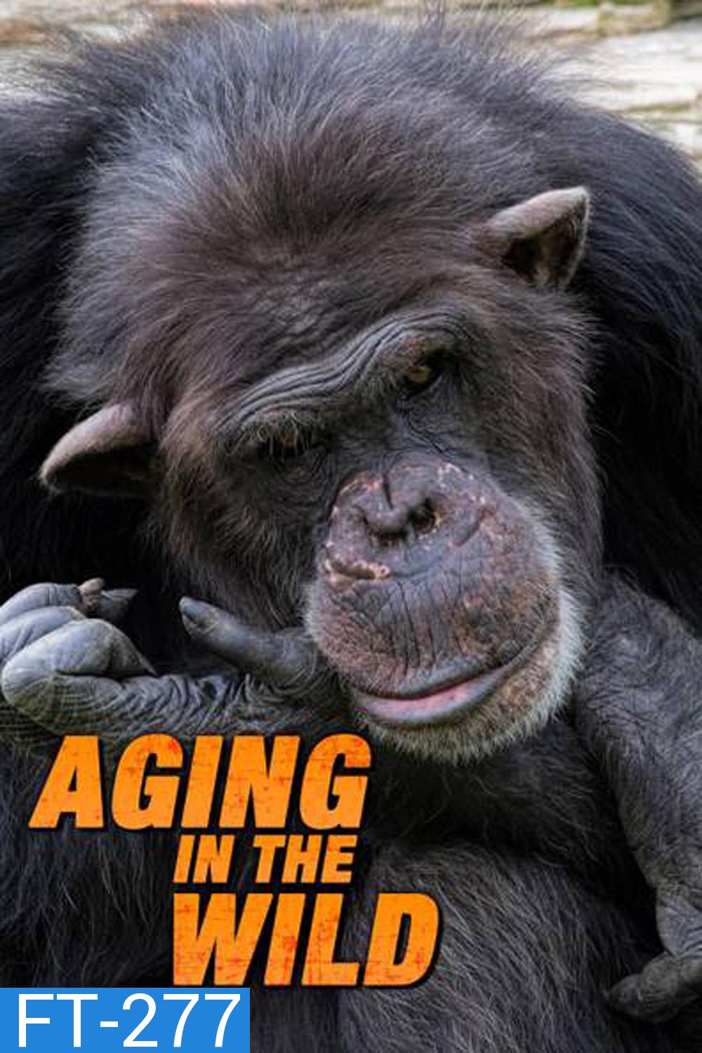 Aging in the Wild ช่วงชีวิตในป่าใหญ่ (2017) 5 ตอน